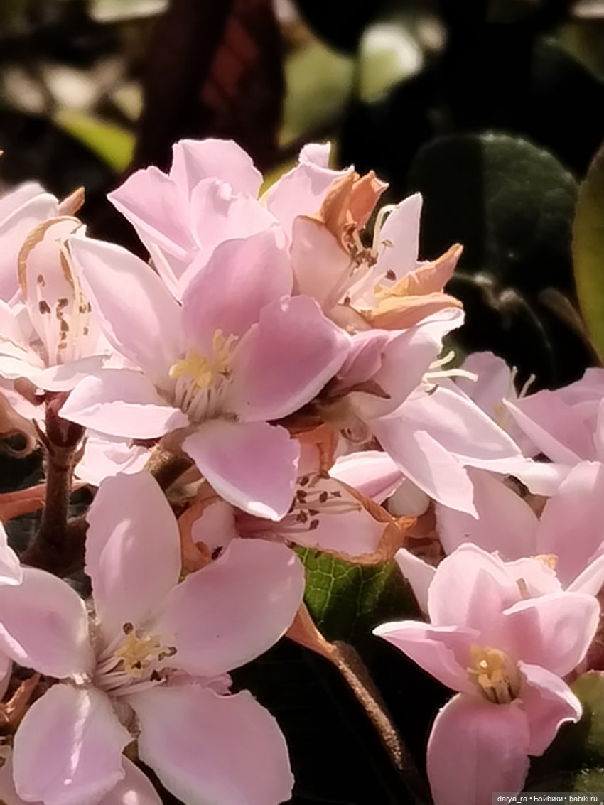 Яркие краски земли обетованной (фото 3)