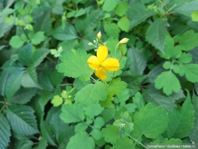 Северус приехал — Куклы Barbie (Барби): Looks (фото 8)