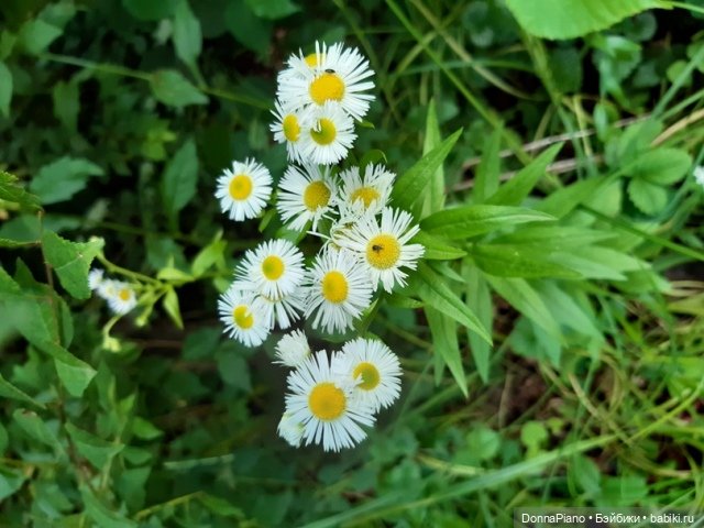 Северус приехал — Куклы Barbie (Барби): Looks (фото 7)