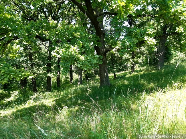 Северус приехал — Куклы Barbie (Барби): Looks (фото 4)