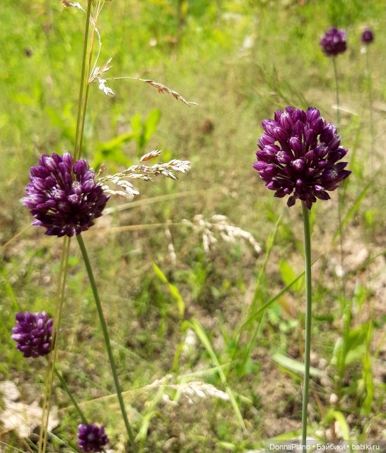 Северус приехал — Куклы Barbie (Барби): Looks