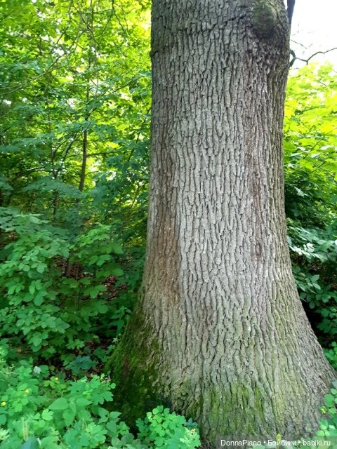 Северус приехал — Куклы Barbie (Барби): Looks (фото 5)