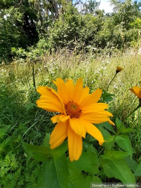 Северус приехал — Куклы Barbie (Барби): Looks