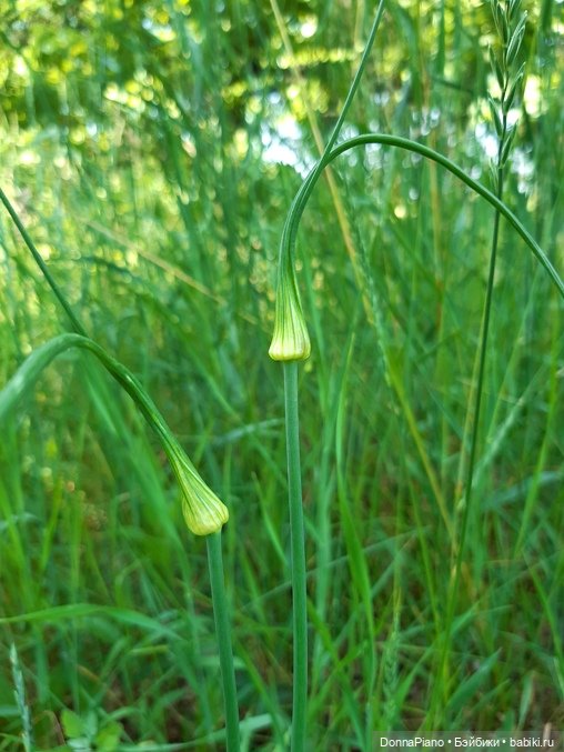 Северус приехал — Куклы Barbie (Барби): Looks