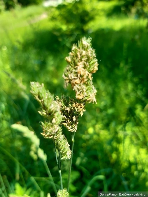 Северус приехал — Куклы Barbie (Барби): Looks (фото 10)