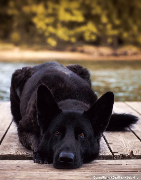 Сириус Блэк. Один дома — Кукольные фотоистории и сериалы: комиксы