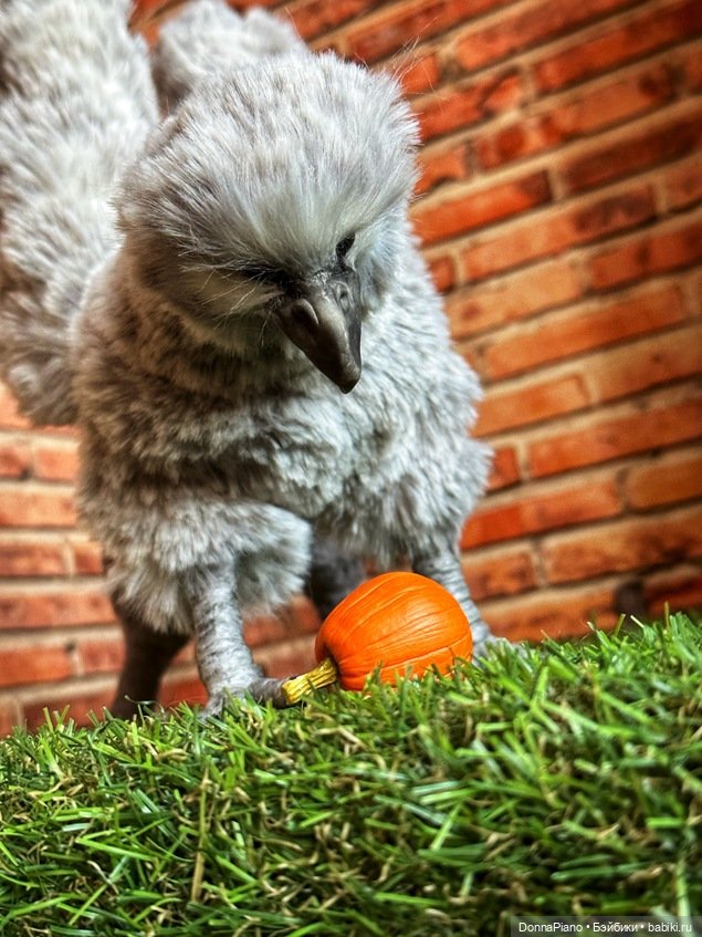 Изучение магических существ (АНОНС) (фото 6)