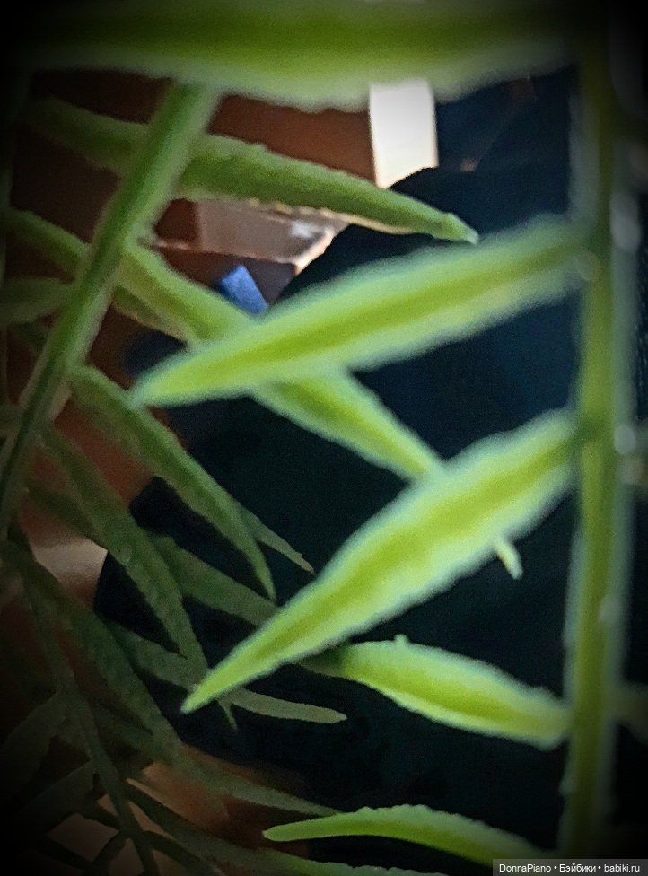 Тайна Принца-полукровки — Кукольные фотоистории и сериалы: комиксы (фото 4)