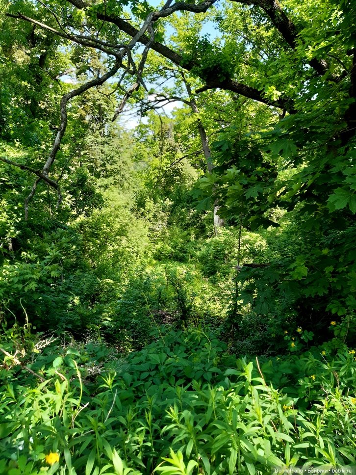 Летний сбор магических трав и грибов (фото 2)