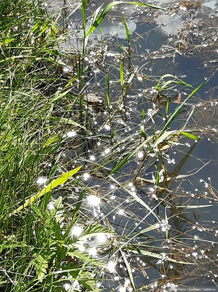 Летний сбор магических трав и грибов (фото 4)