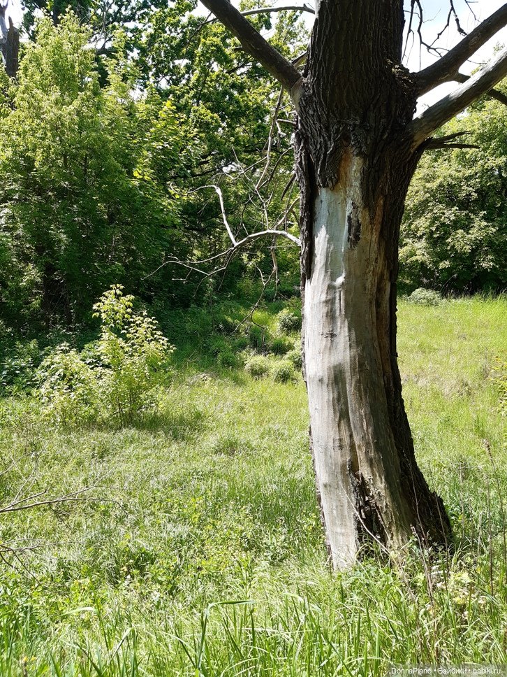 Летний сбор магических трав и грибов (фото 8)