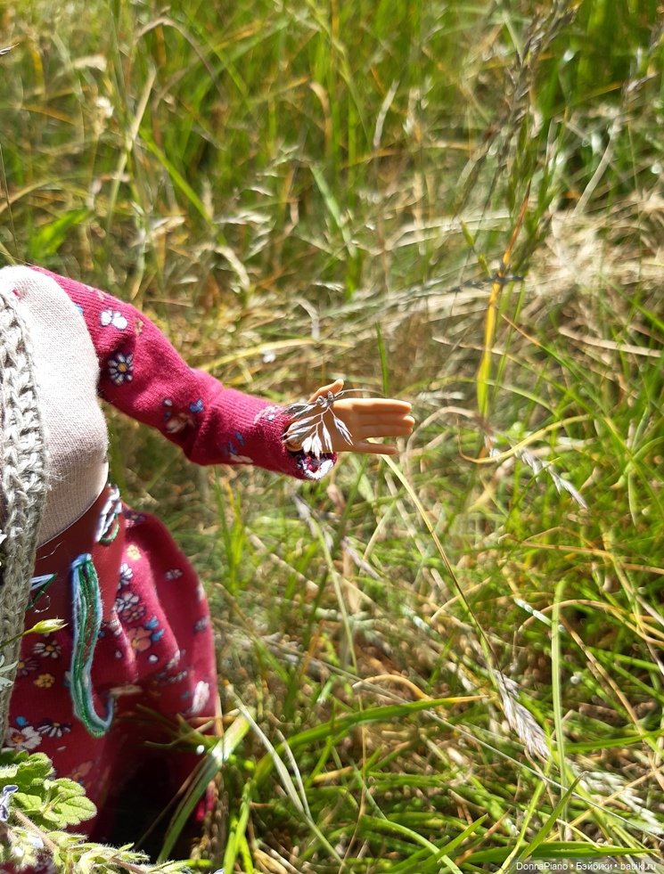 Летний сбор магических трав и грибов (фото 10)