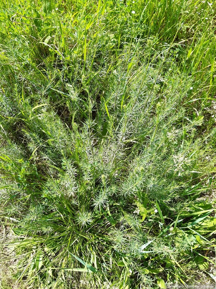 Летний сбор магических трав и грибов (фото 3)