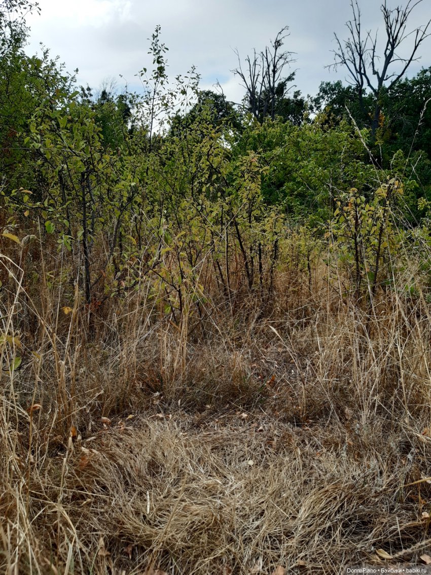 Встреча в лесу — Кукольные фотоистории и сериалы: комиксы