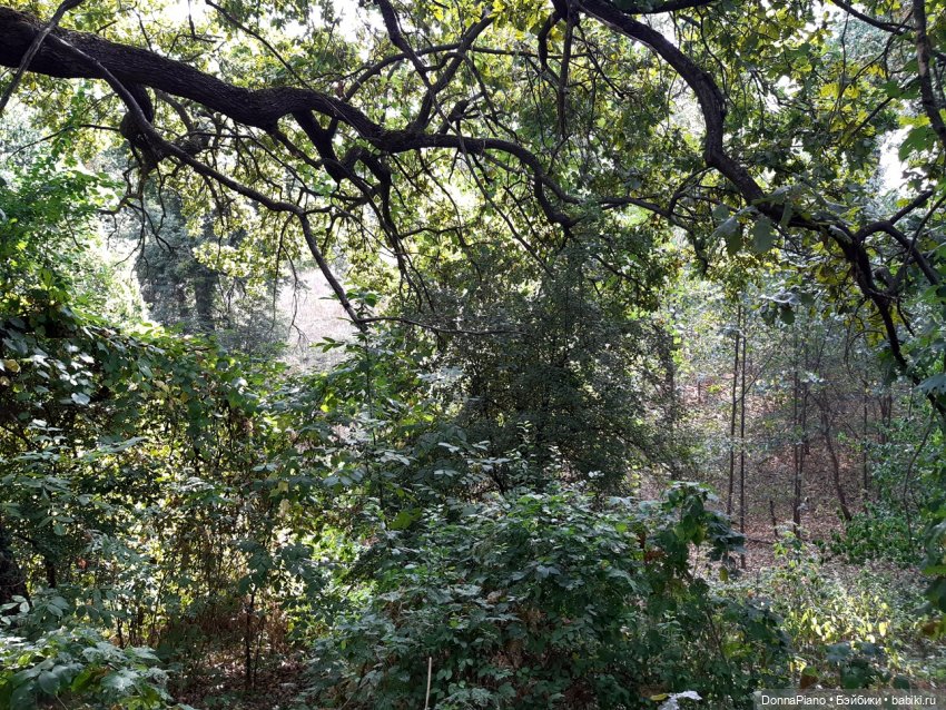 Встреча в лесу — Кукольные фотоистории и сериалы: комиксы