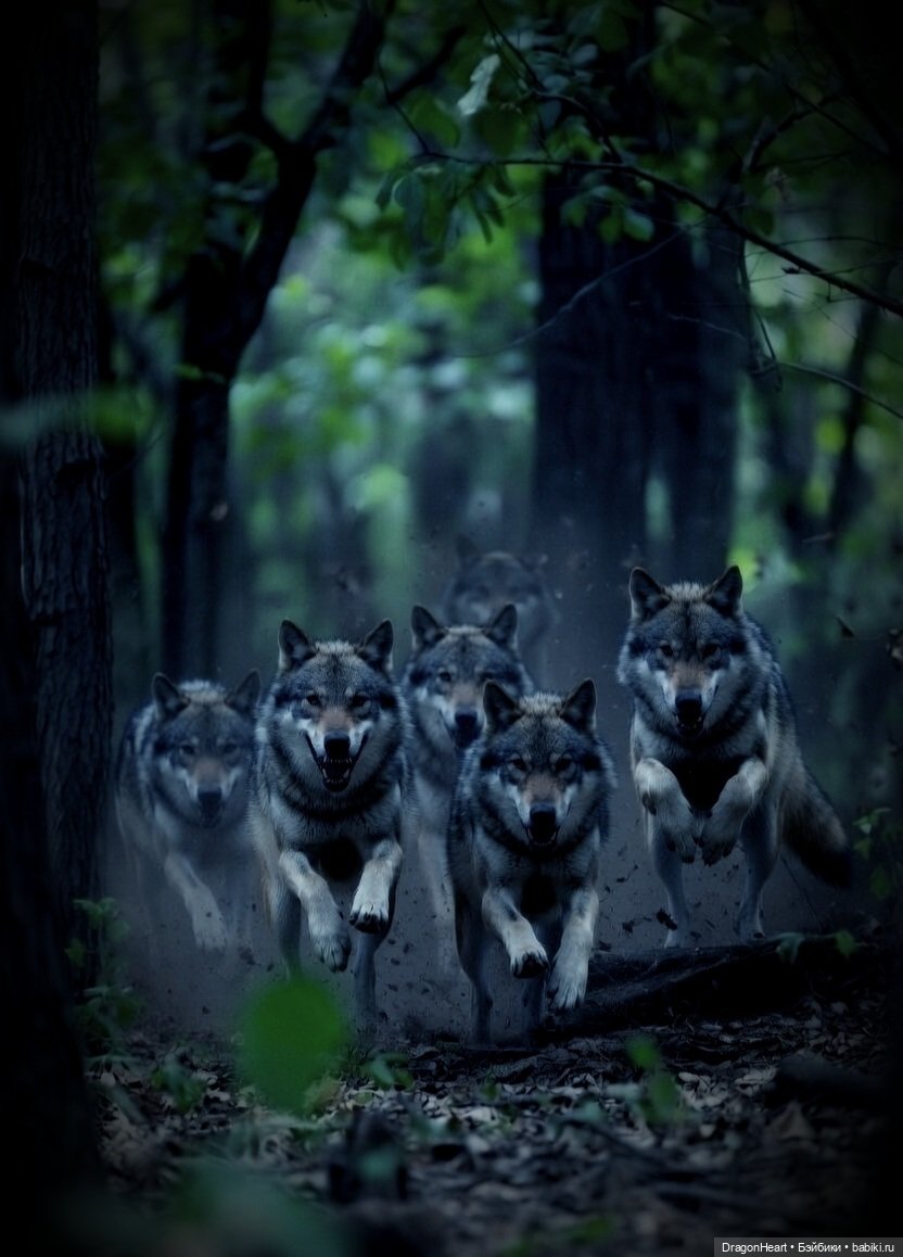 Одна в чаще — Кукольные фотоистории и сериалы: комиксы