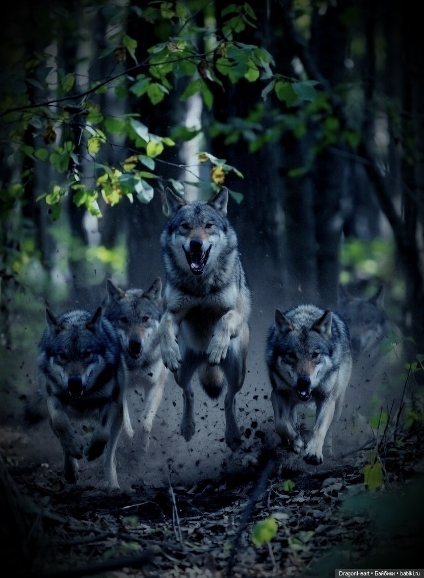 Одна в чаще — Кукольные фотоистории и сериалы: комиксы (фото 3)