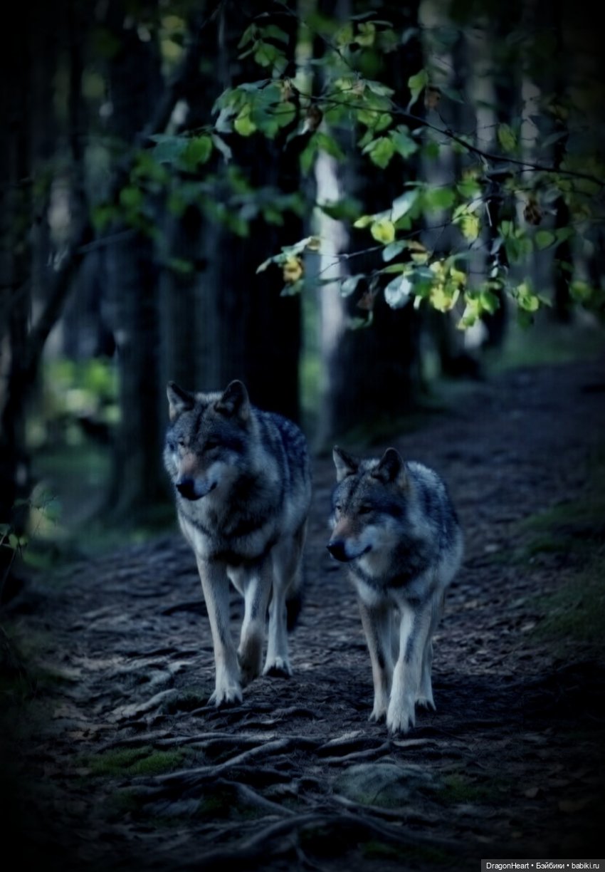 Одна в чаще — Кукольные фотоистории и сериалы: комиксы (фото 7)