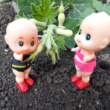 Лысики на пикнике