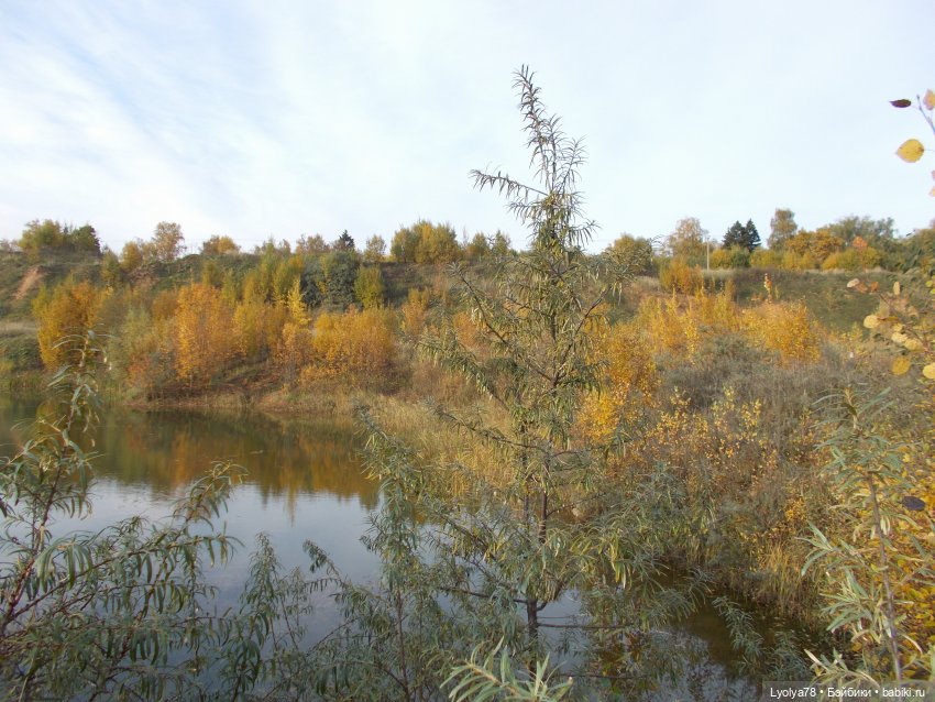 Осенняя мелочь на природе (фото 8)