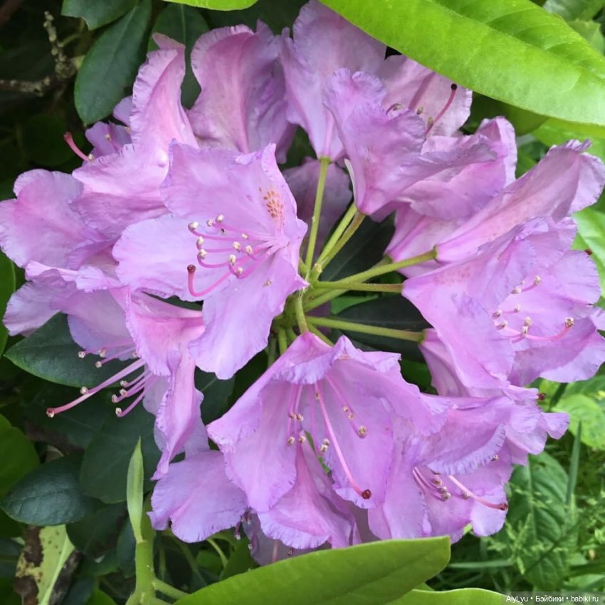 Приключения дынного эльфа Сонни