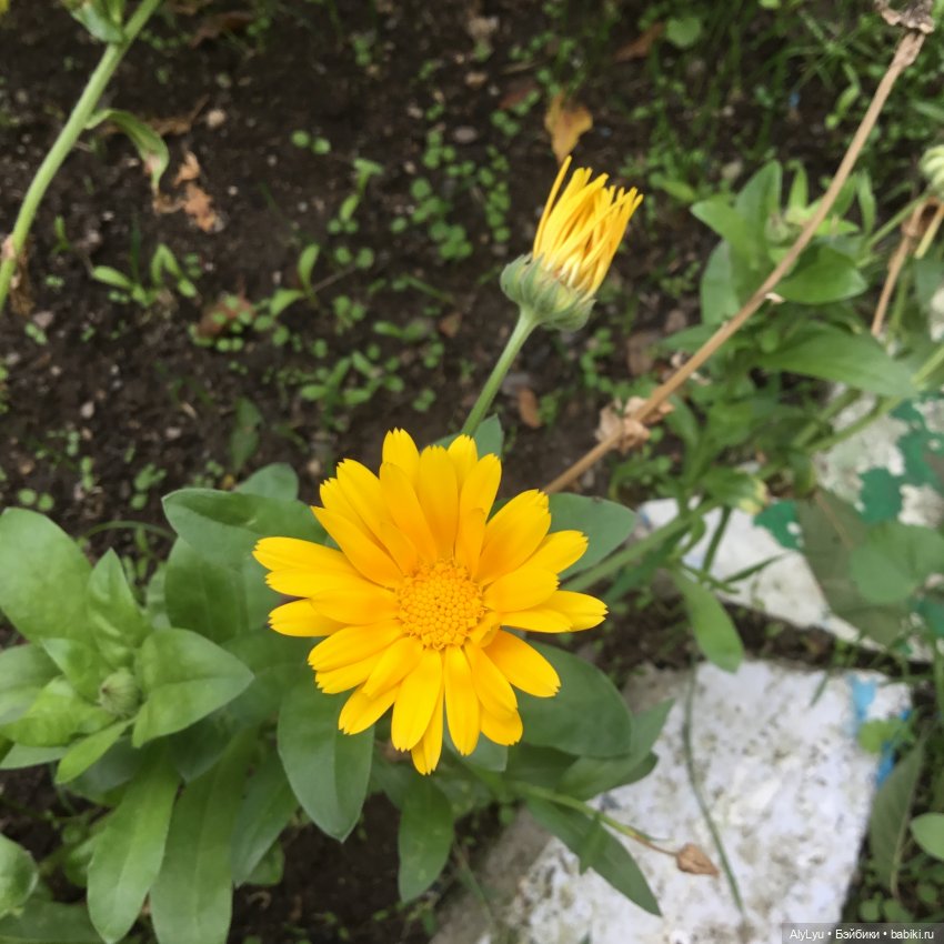 Вместе весело шагать / Приключения в саду (фото 5)