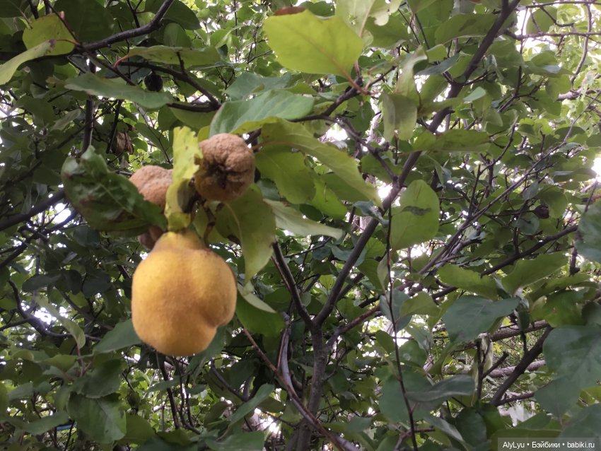 Вместе весело шагать / Приключения в саду