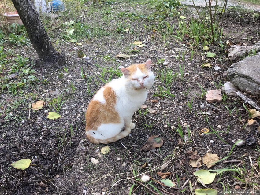 Вместе весело шагать / Приключения в саду