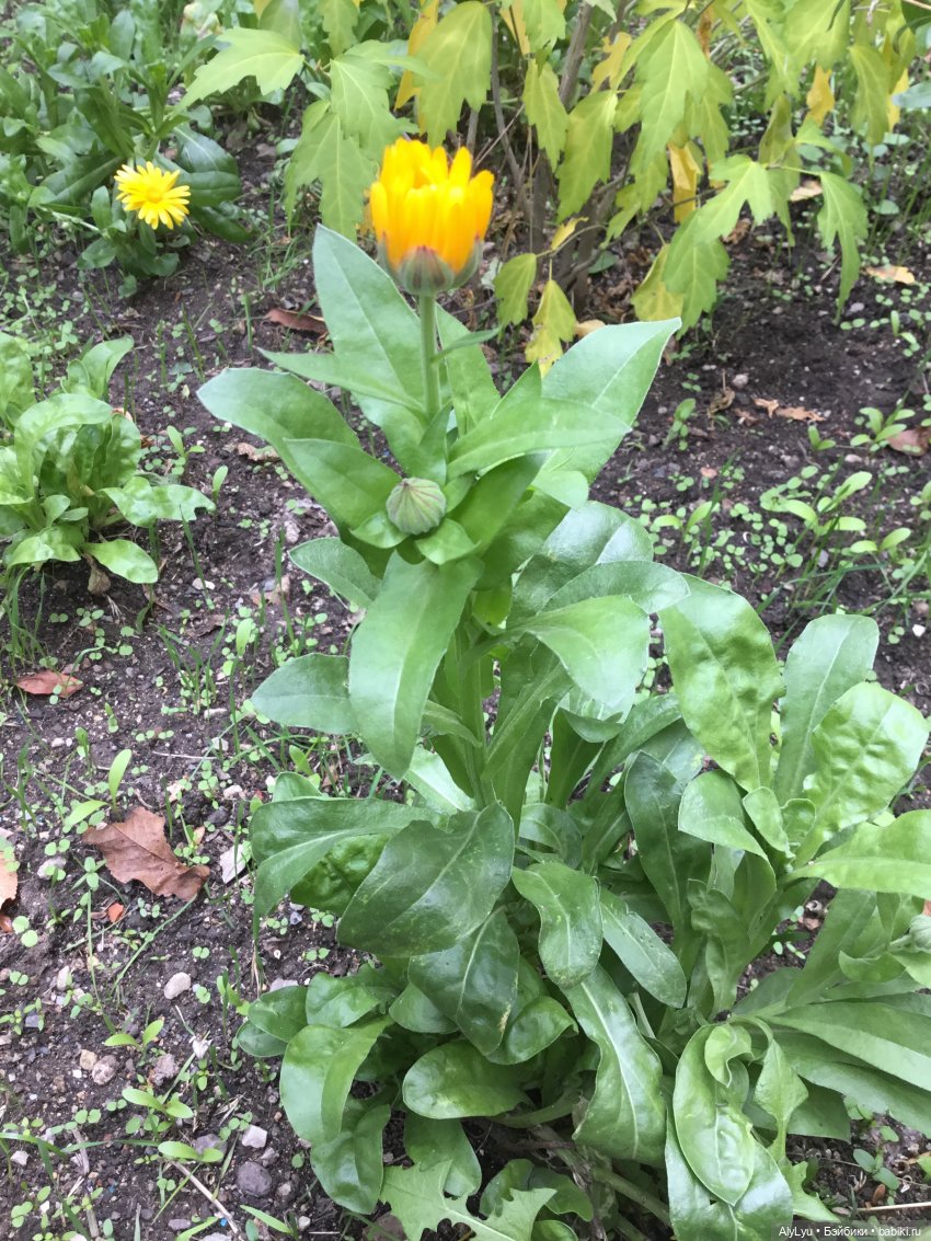 Вместе весело шагать / Приключения в саду (фото 6)