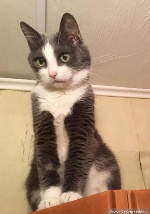 Коты-обрмоты Orange Toys — Интересные игрушки и фигурки (разное): редкие (фото 4)