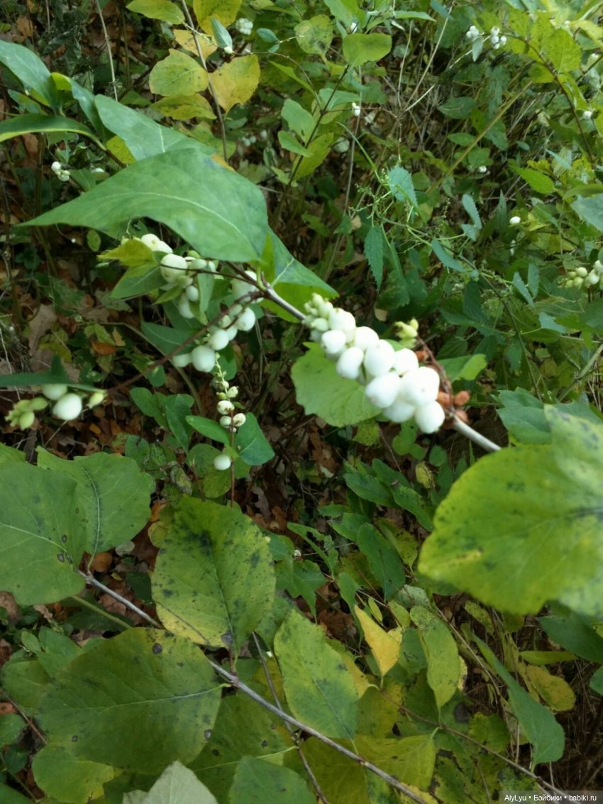 Сережа в лесу — Куклы Paola Reina (Паола Рейна): новинки