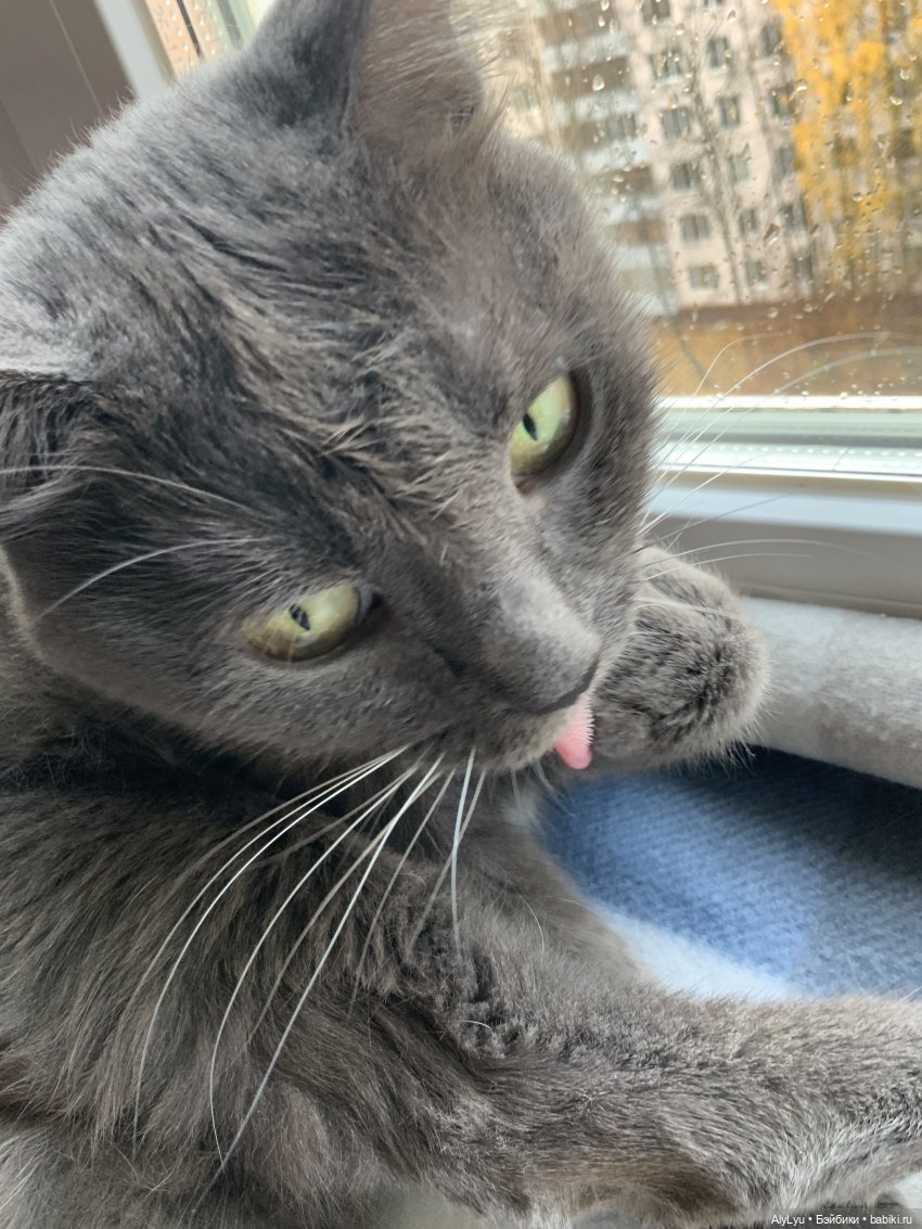 Сережа в лесу — Куклы Paola Reina (Паола Рейна): новинки