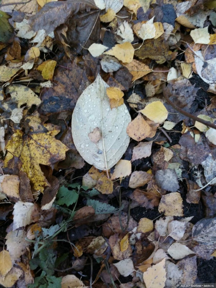 Сережа в лесу — Куклы Paola Reina (Паола Рейна): новинки