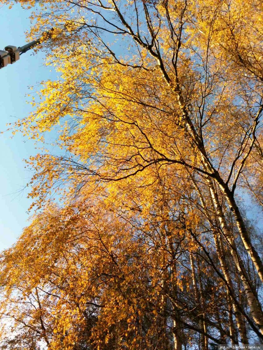 Сережа в лесу — Куклы Paola Reina (Паола Рейна): новинки