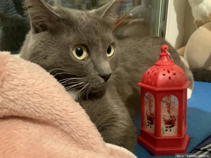 Миньон в Матушкино — Новый год и Рождество: праздничные фото кукол