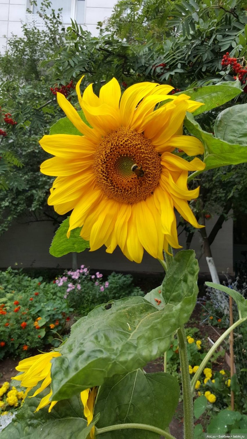 Мали на прогулке — Куклы Paola Reina (Паола Рейна): новинки