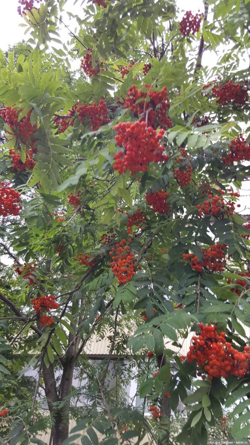 Мали на прогулке — Куклы Paola Reina (Паола Рейна): новинки