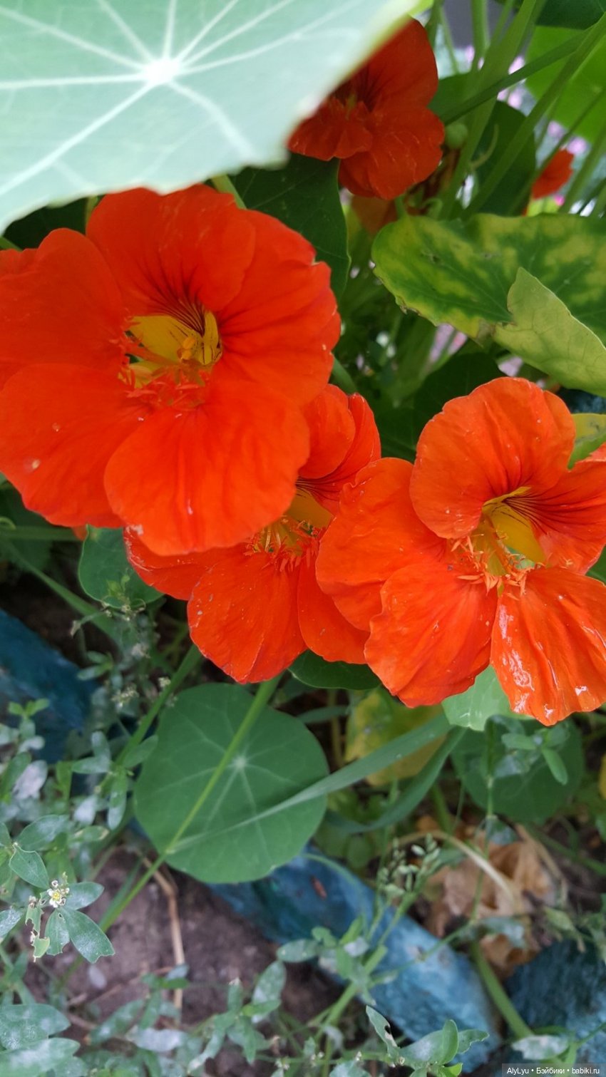 Мали на прогулке — Куклы Paola Reina (Паола Рейна): новинки