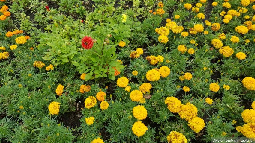 Мали на прогулке — Куклы Paola Reina (Паола Рейна): новинки (фото 5)