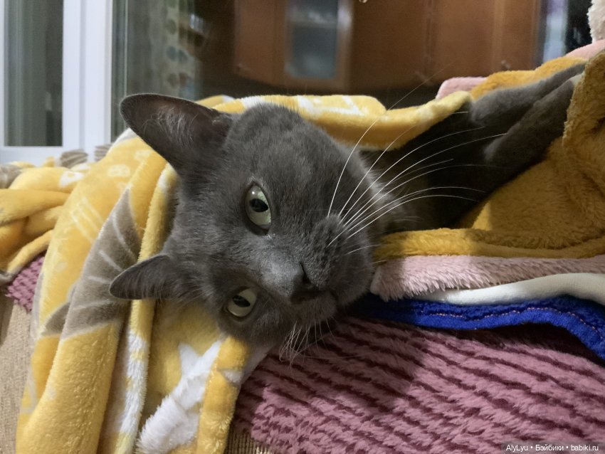 Вопрос по публикациям (не кукольная тематика) (фото 2)