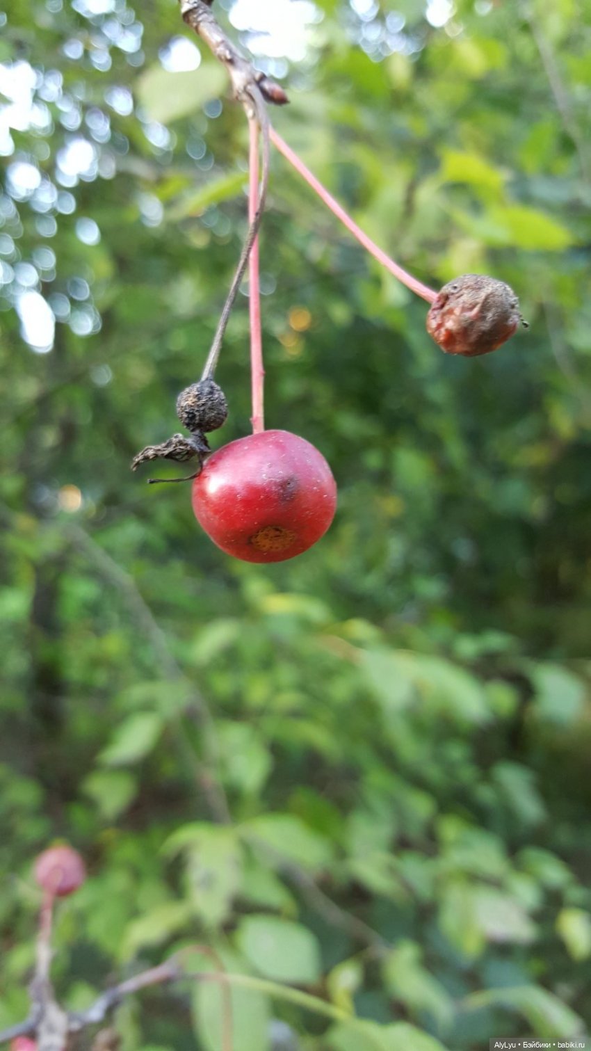 Мали читает Чехова — Куклы Paola Reina (Паола Рейна): новинки