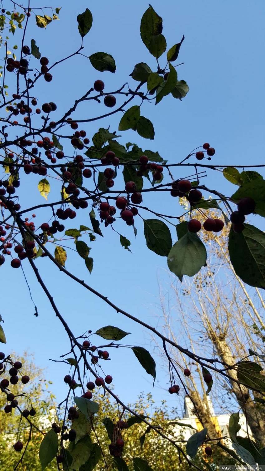 Мали читает Чехова — Куклы Paola Reina (Паола Рейна): новинки (фото 9)