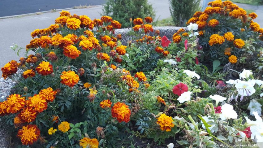 Мали читает Чехова — Куклы Paola Reina (Паола Рейна): новинки