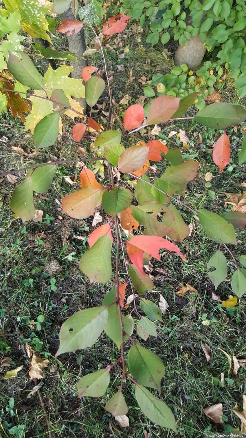 Мали читает Чехова — Куклы Paola Reina (Паола Рейна): новинки