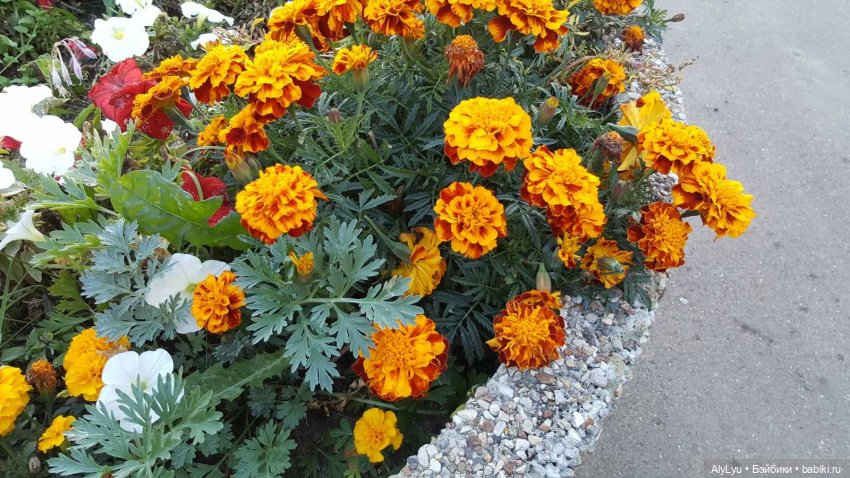 Мали читает Чехова — Куклы Paola Reina (Паола Рейна): новинки