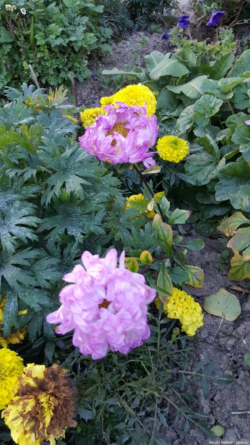 Мали читает Чехова — Куклы Paola Reina (Паола Рейна): новинки