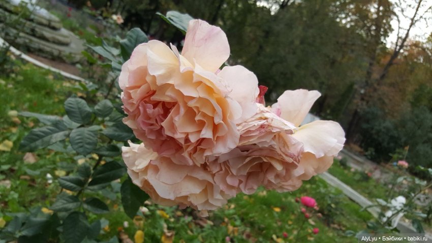 В саду «Аквариум» — Интересные игрушки и фигурки (разное): редкие (фото 9)