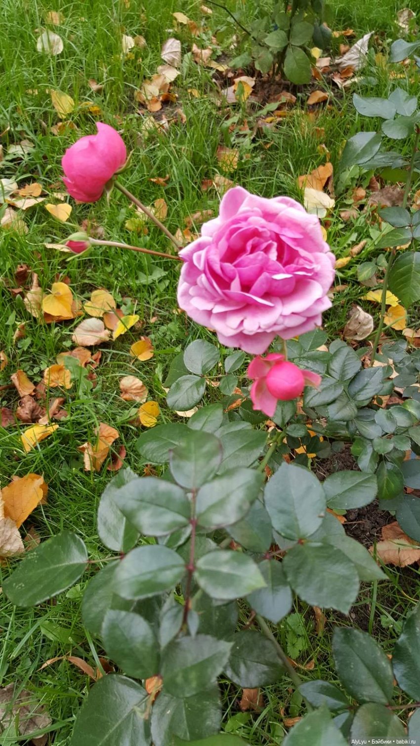 В саду «Аквариум» — Интересные игрушки и фигурки (разное): редкие