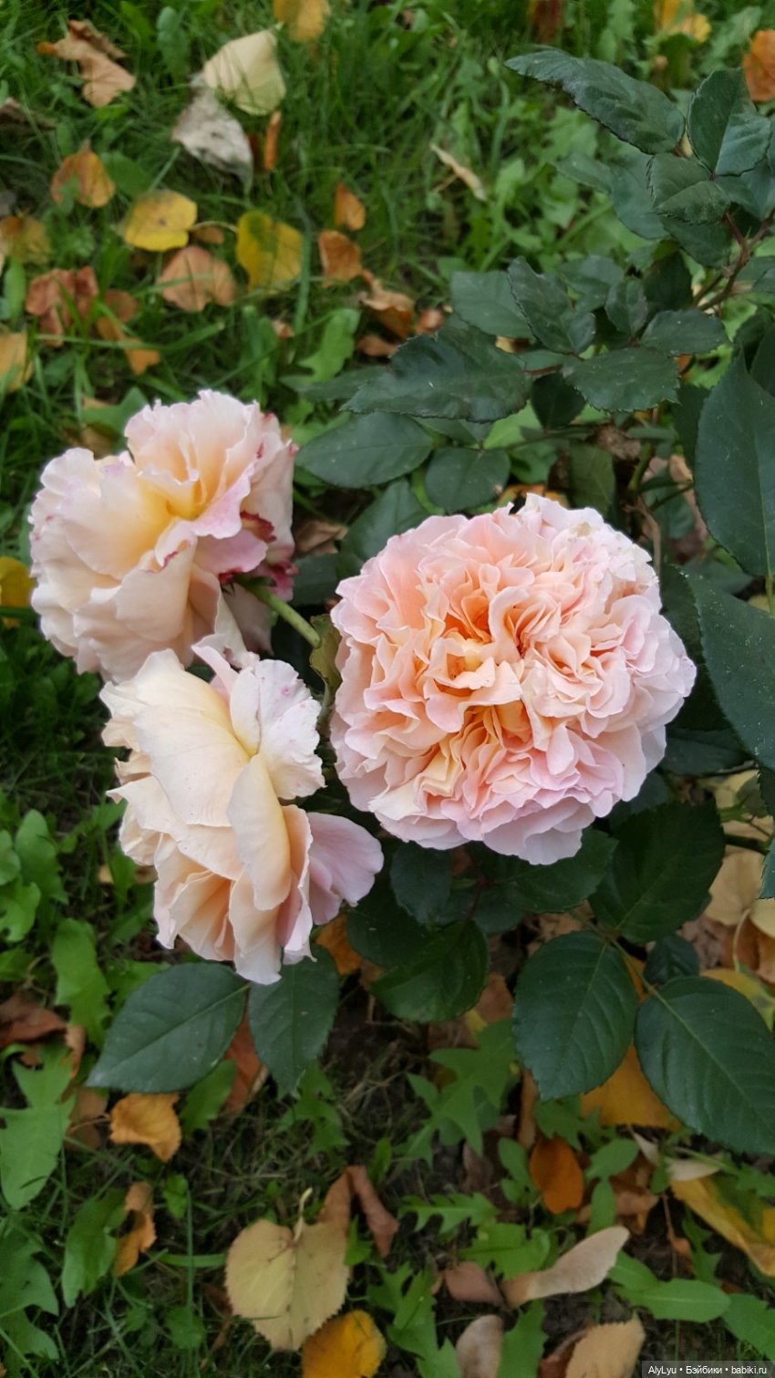 В саду «Аквариум» — Интересные игрушки и фигурки (разное): редкие (фото 8)