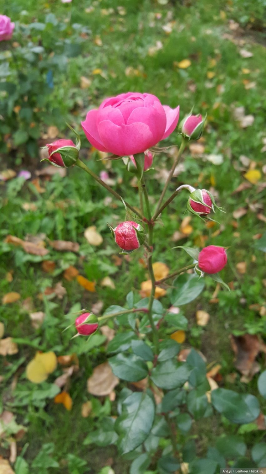 В саду «Аквариум» — Интересные игрушки и фигурки (разное): редкие (фото 7)